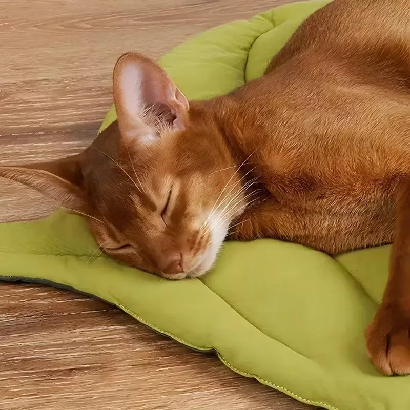 Accessories for Cats Houses and Habitats Bed Dog Goods Things Pet Products Accessory Supplies House Mat Basket Kitten Puppy Beds